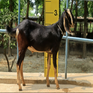 Goat wether (খাসি)